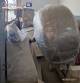 Drageadeira em a�o inox 150 kg por hora